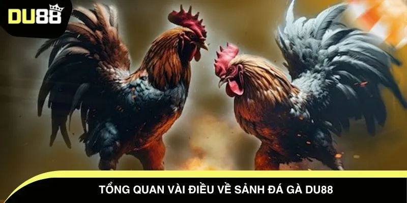Tổng quan vài điều về sảnh đá gà DU88